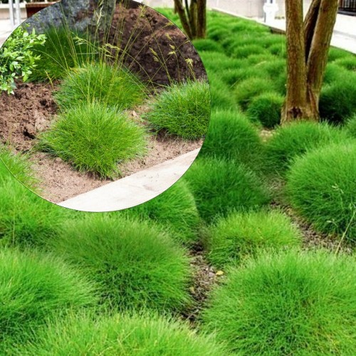 Festuca gautieri 'Pic Carlit' - Vaip-aruhein 'Pic Carlit' P9/0,55L 